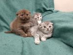 Scottish Fold Kittens te koop